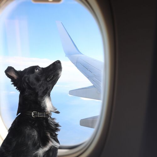 Italien lockert Regeln für Hunde im Flugzeug