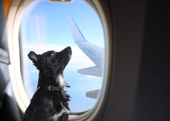 Italien lockert Regeln für Hunde im Flugzeug