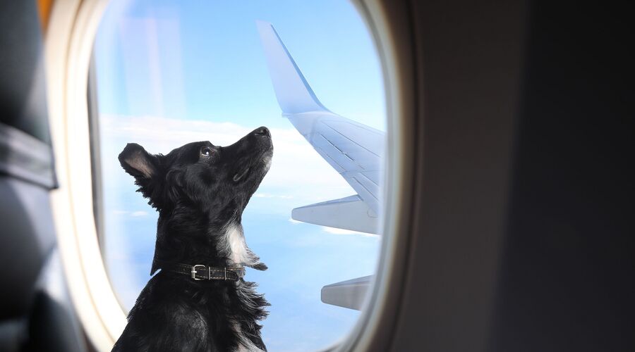 Italien lockert Regeln für Hunde im Flugzeug