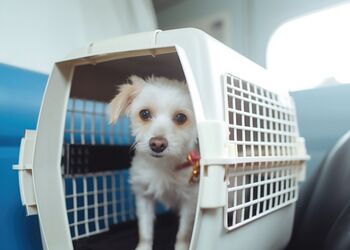 Hund als Reisegepäck im Flugzeug