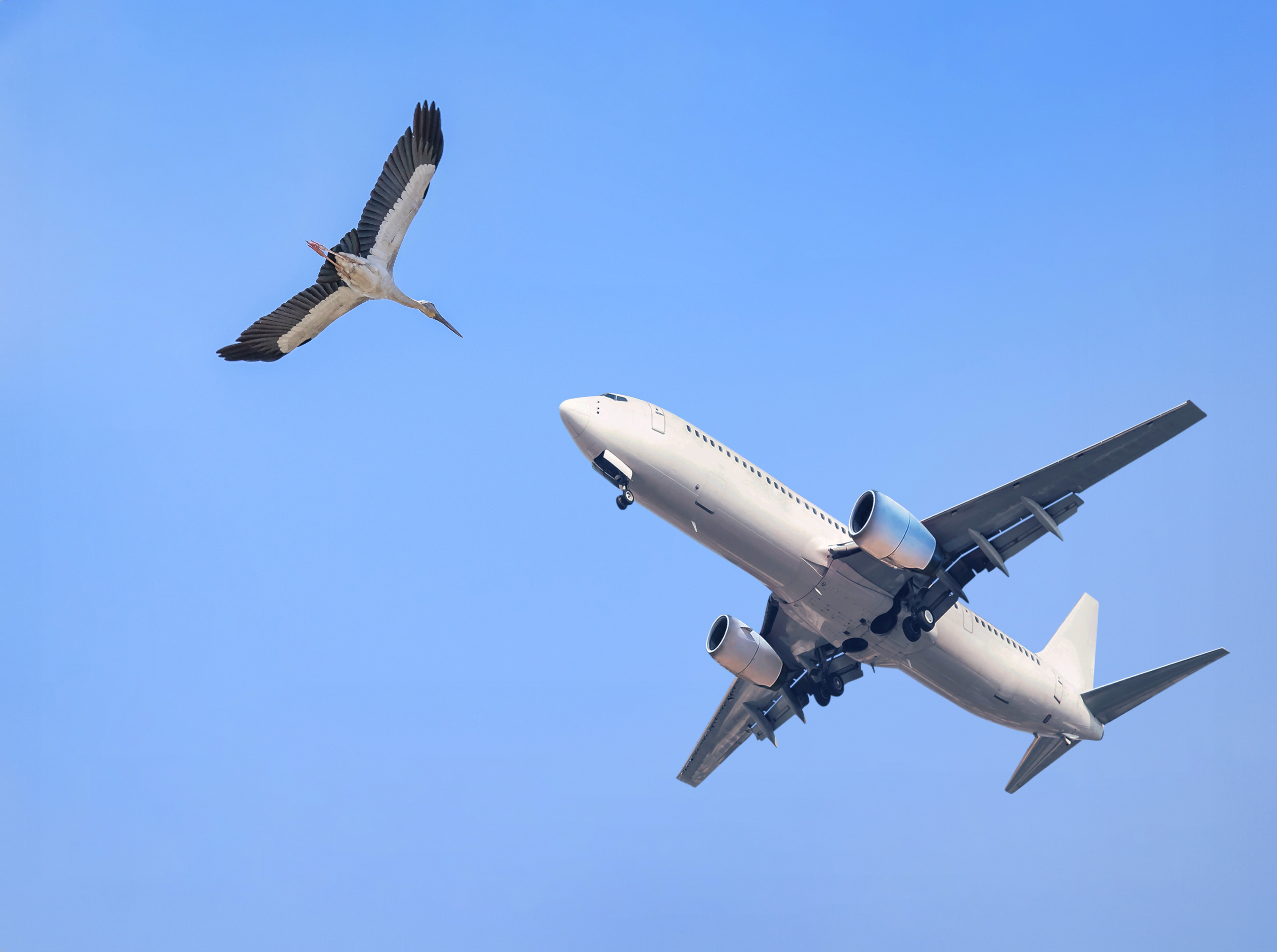 Vogelschlag Flug außergewöhnlicher Umstand