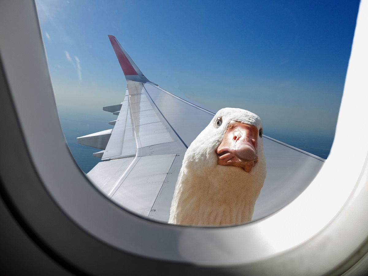 Gans schaut durch Flugzeugfenster